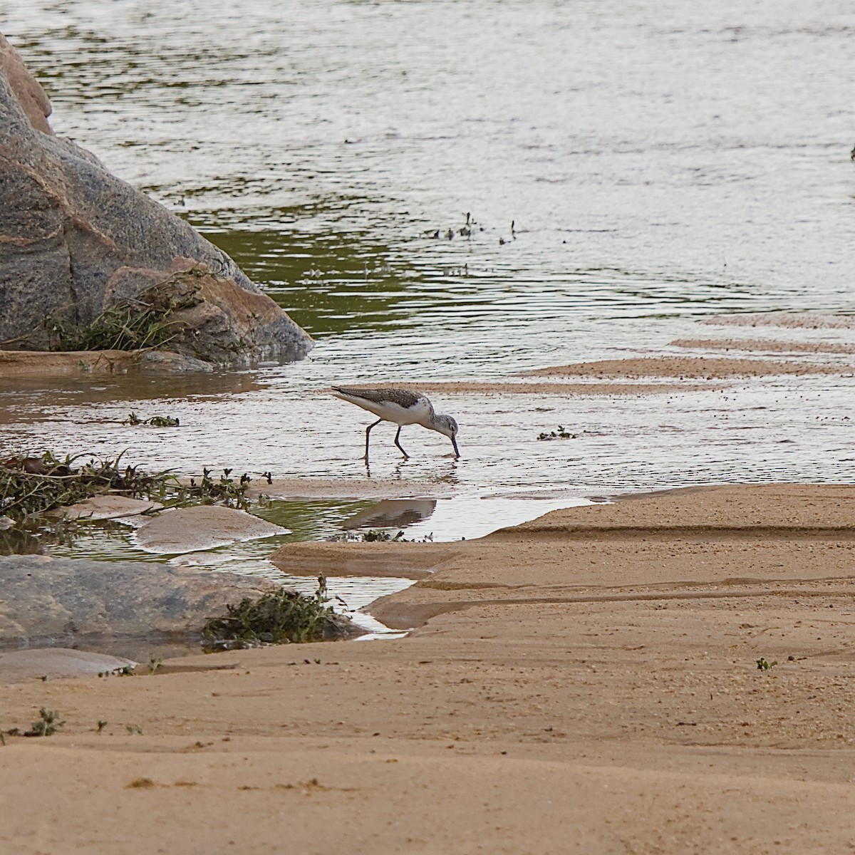 Common Greenshank - ML646391994