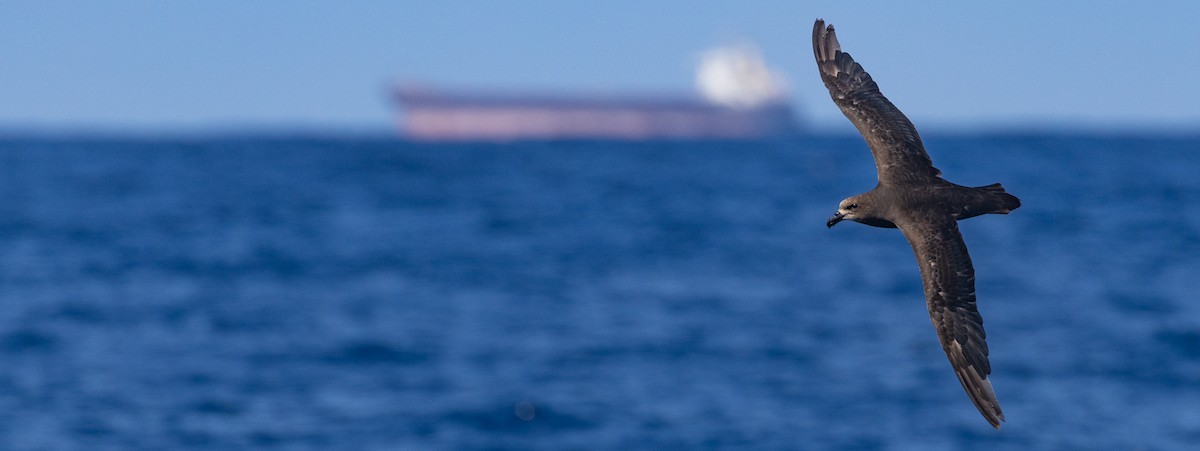 Gray-faced Petrel - ML646391996