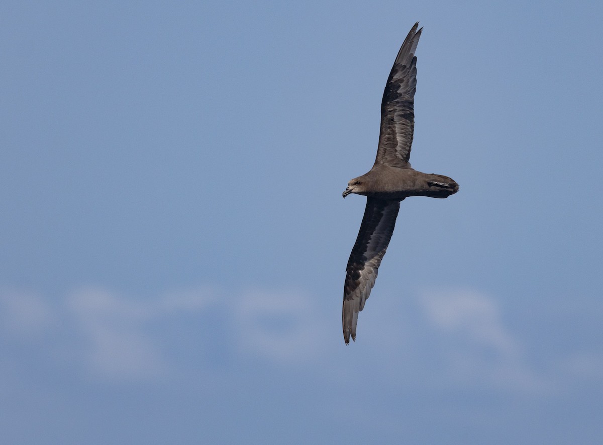 Gray-faced Petrel - ML646391997