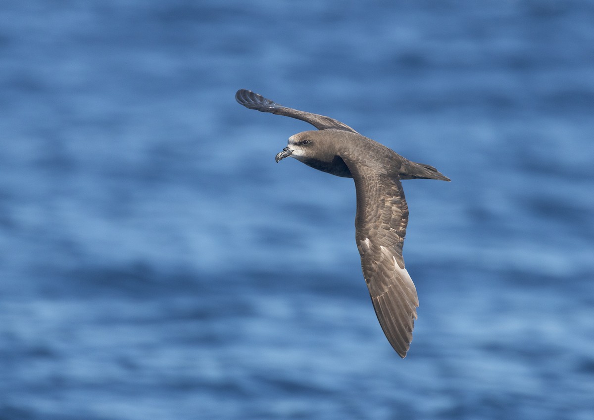Gray-faced Petrel - ML646391998