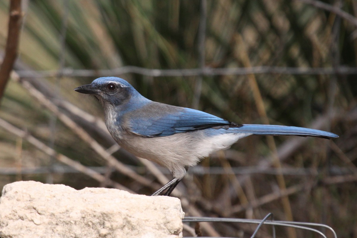 Woodhouse's Scrub-Jay - ML646391999