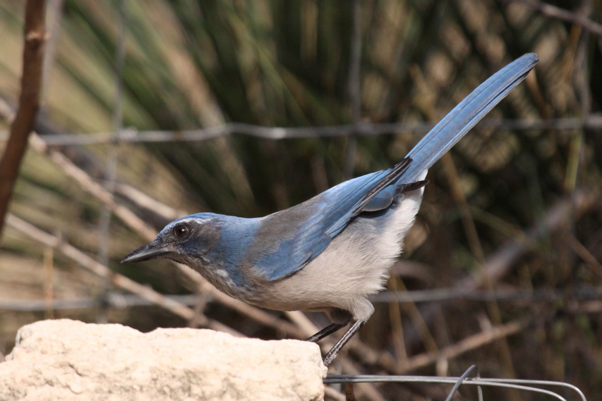Woodhouse's Scrub-Jay - ML646392000