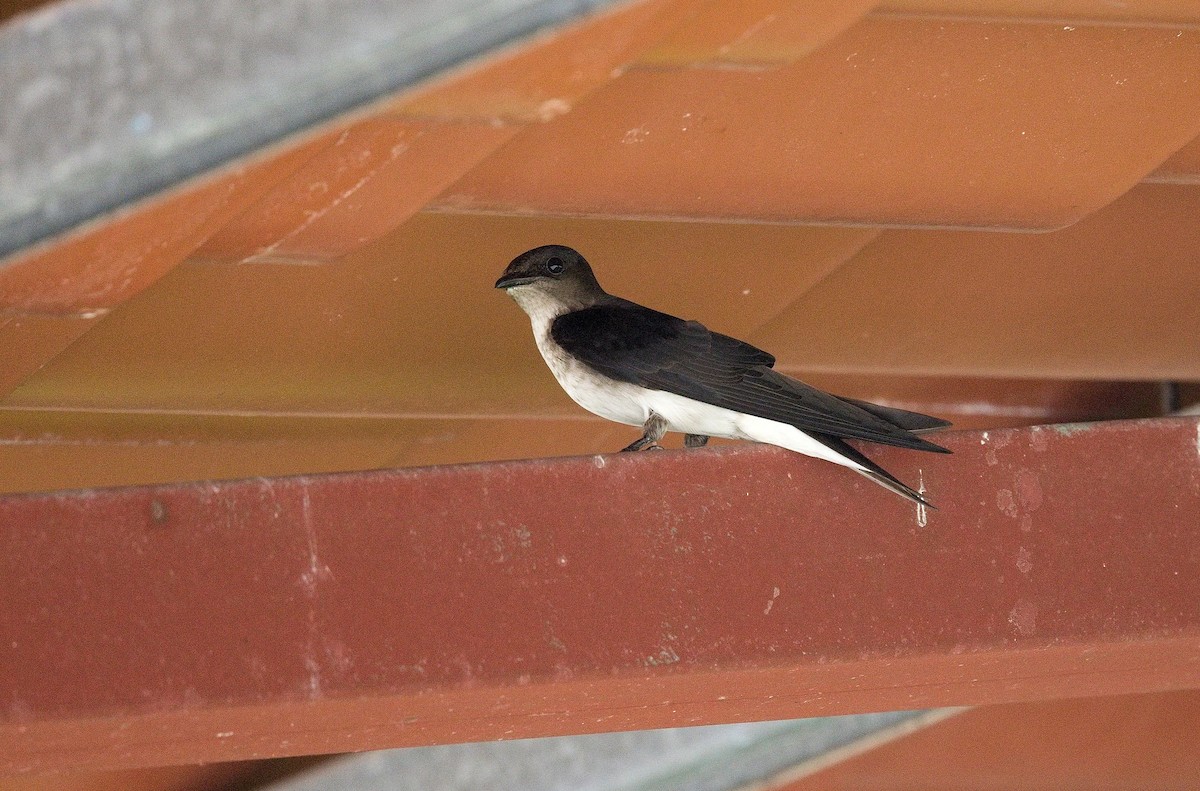 Gray-breasted Martin - ML646392003
