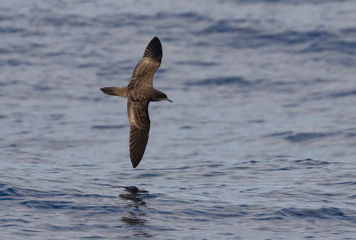 長尾水薙鳥 - ML646392004