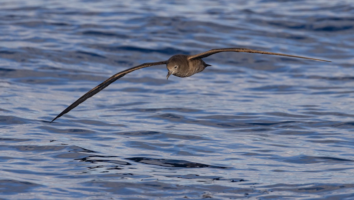 長尾水薙鳥 - ML646392005