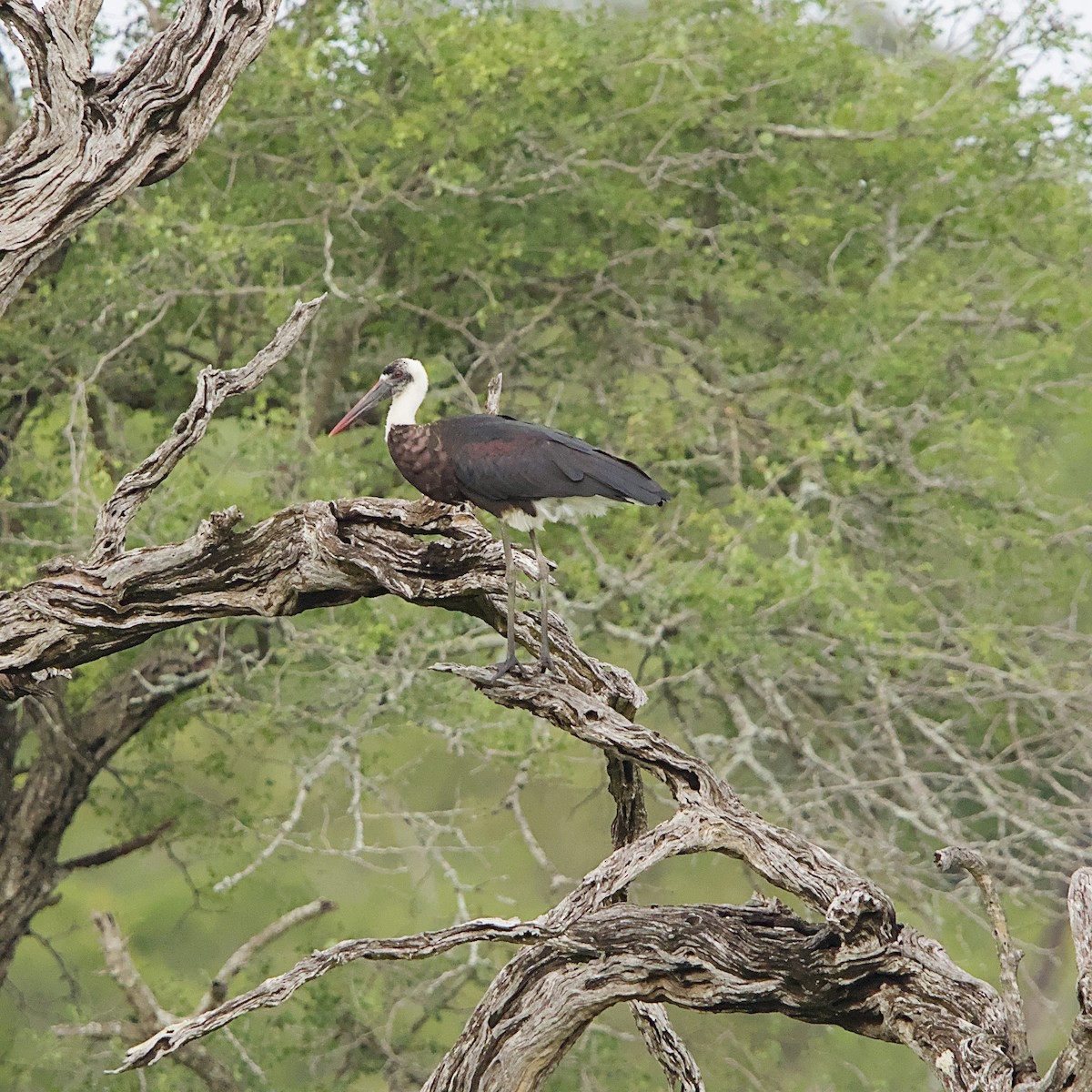 African Woolly-necked Stork - ML646392007