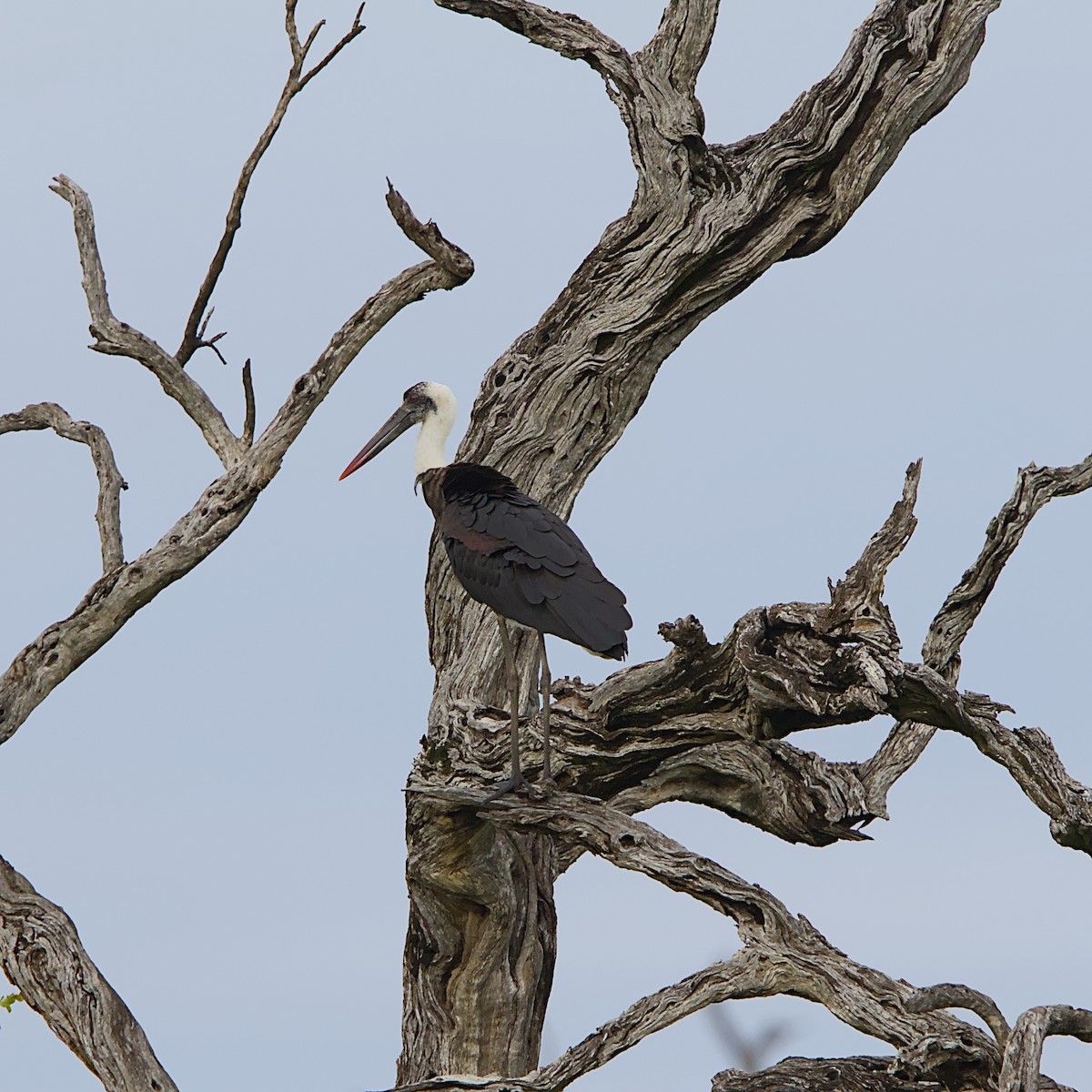 African Woolly-necked Stork - ML646392008