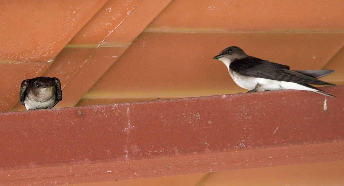 Gray-breasted Martin - ML646392009