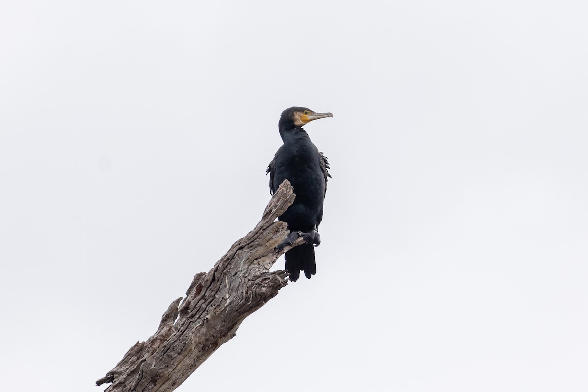 カワウ - ML646392010