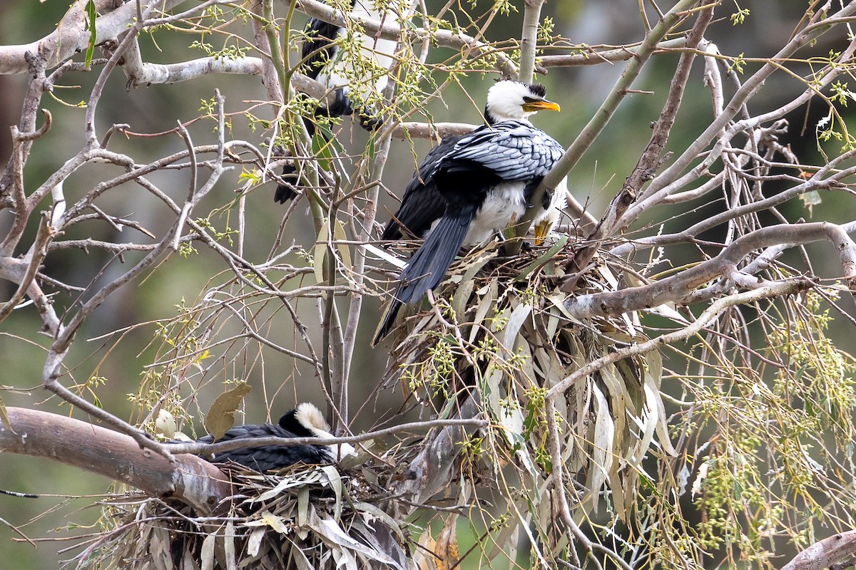 シロハラコビトウ - ML646392011