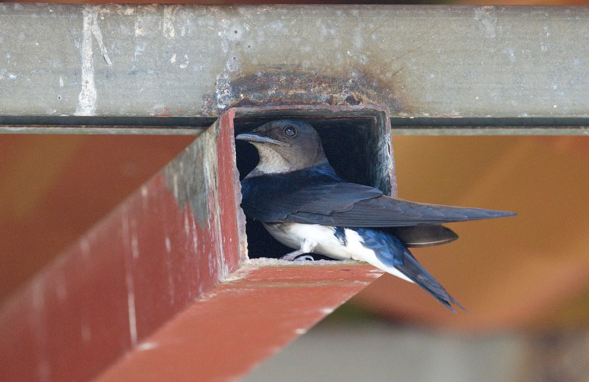 ハイムネムラサキツバメ - ML646392012