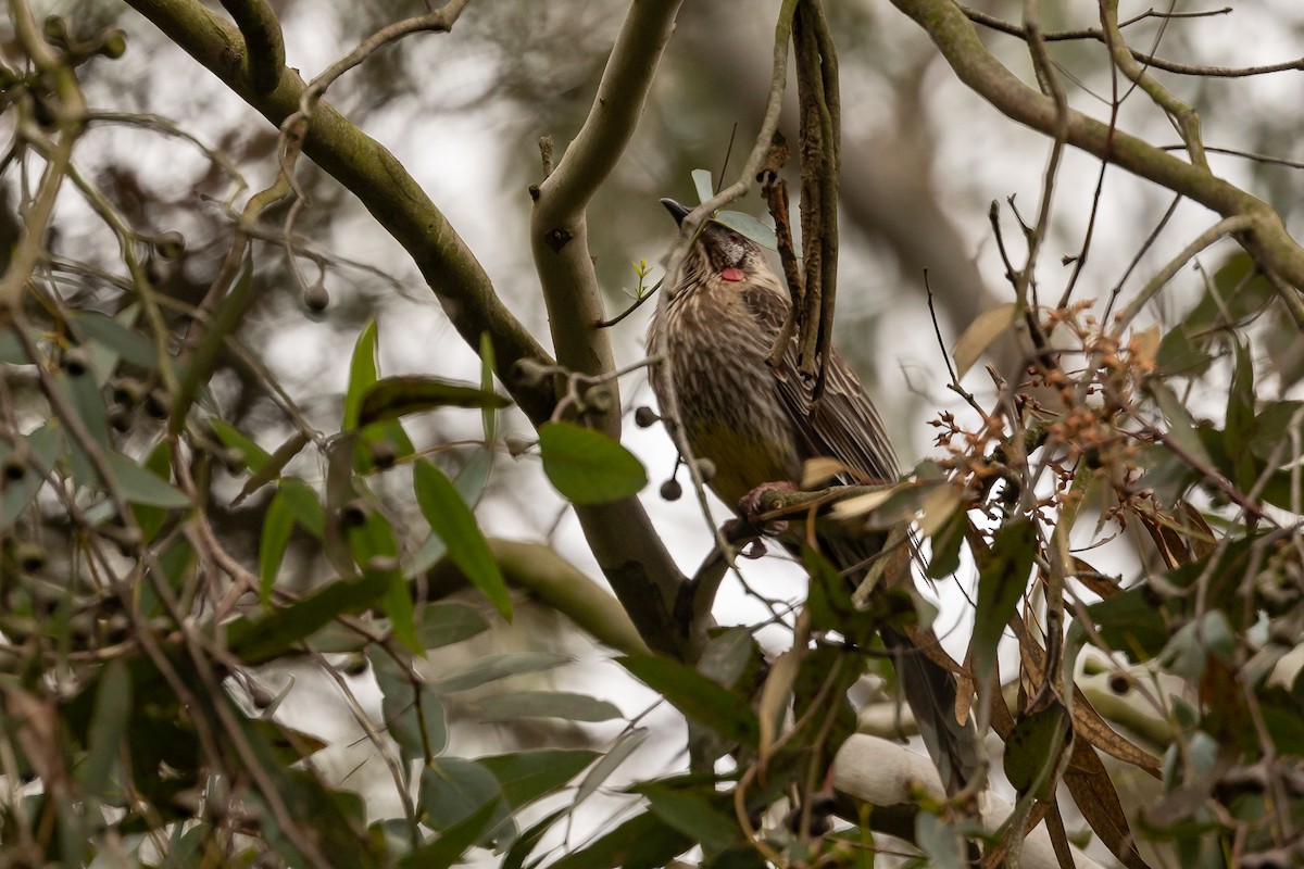 アカミミダレミツスイ - ML646392013