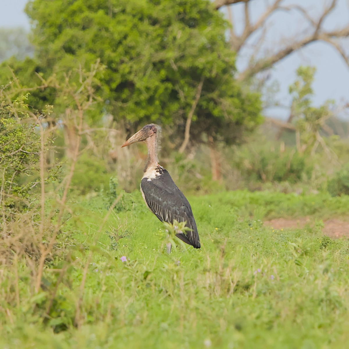 アフリカハゲコウ - ML646392014