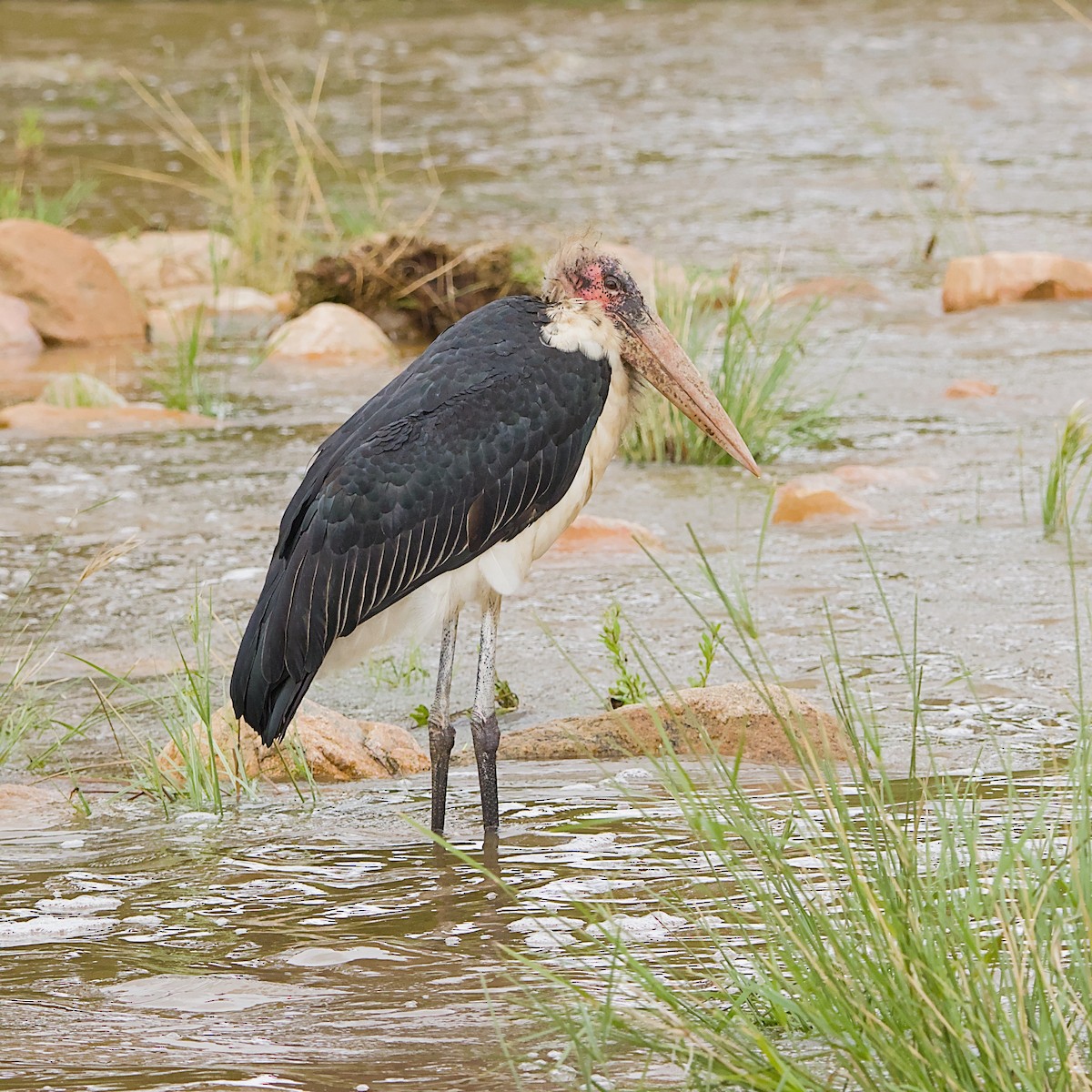 アフリカハゲコウ - ML646392015