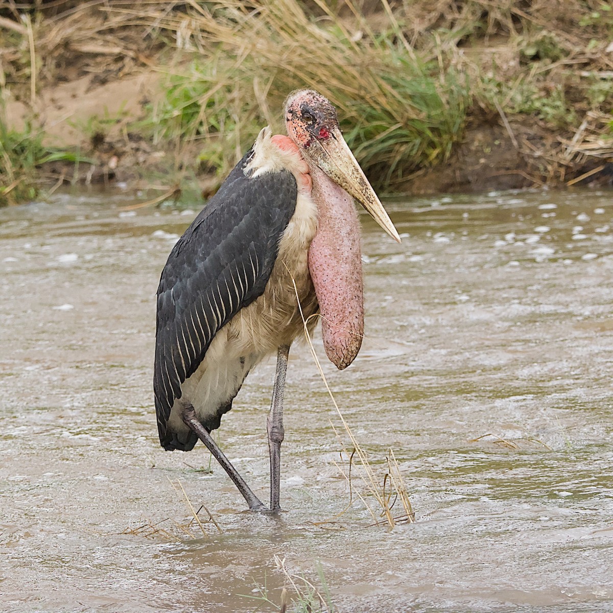 アフリカハゲコウ - ML646392016