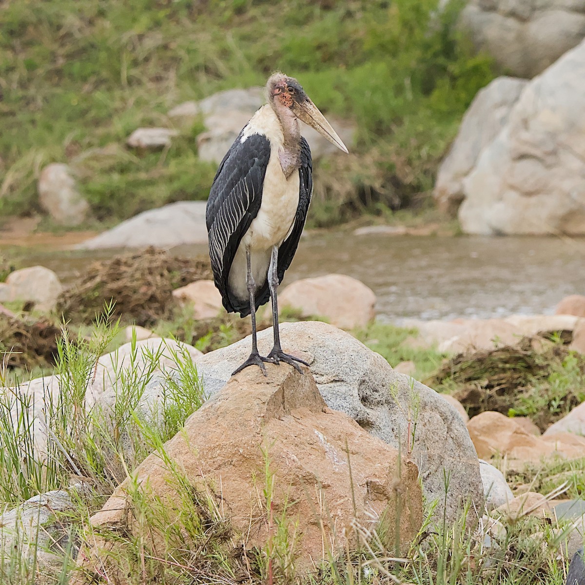 アフリカハゲコウ - ML646392017