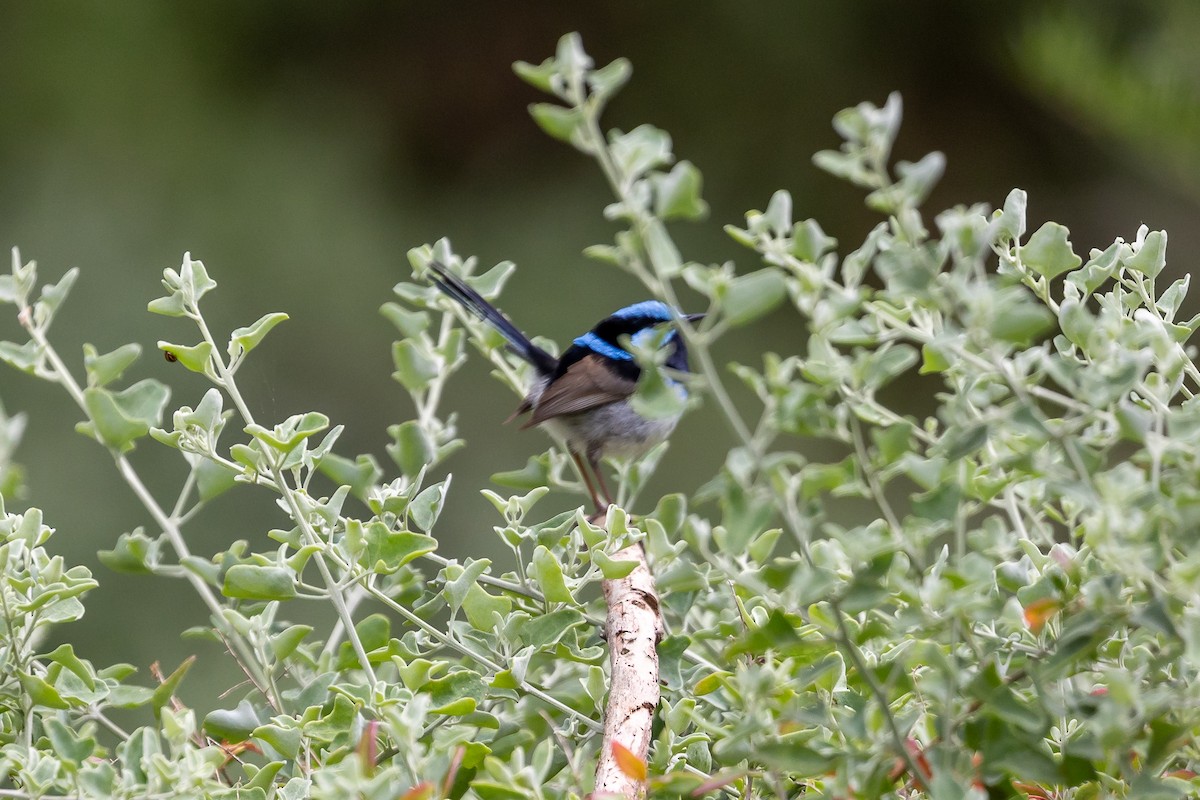 ルリオーストラリアムシクイ - ML646392018