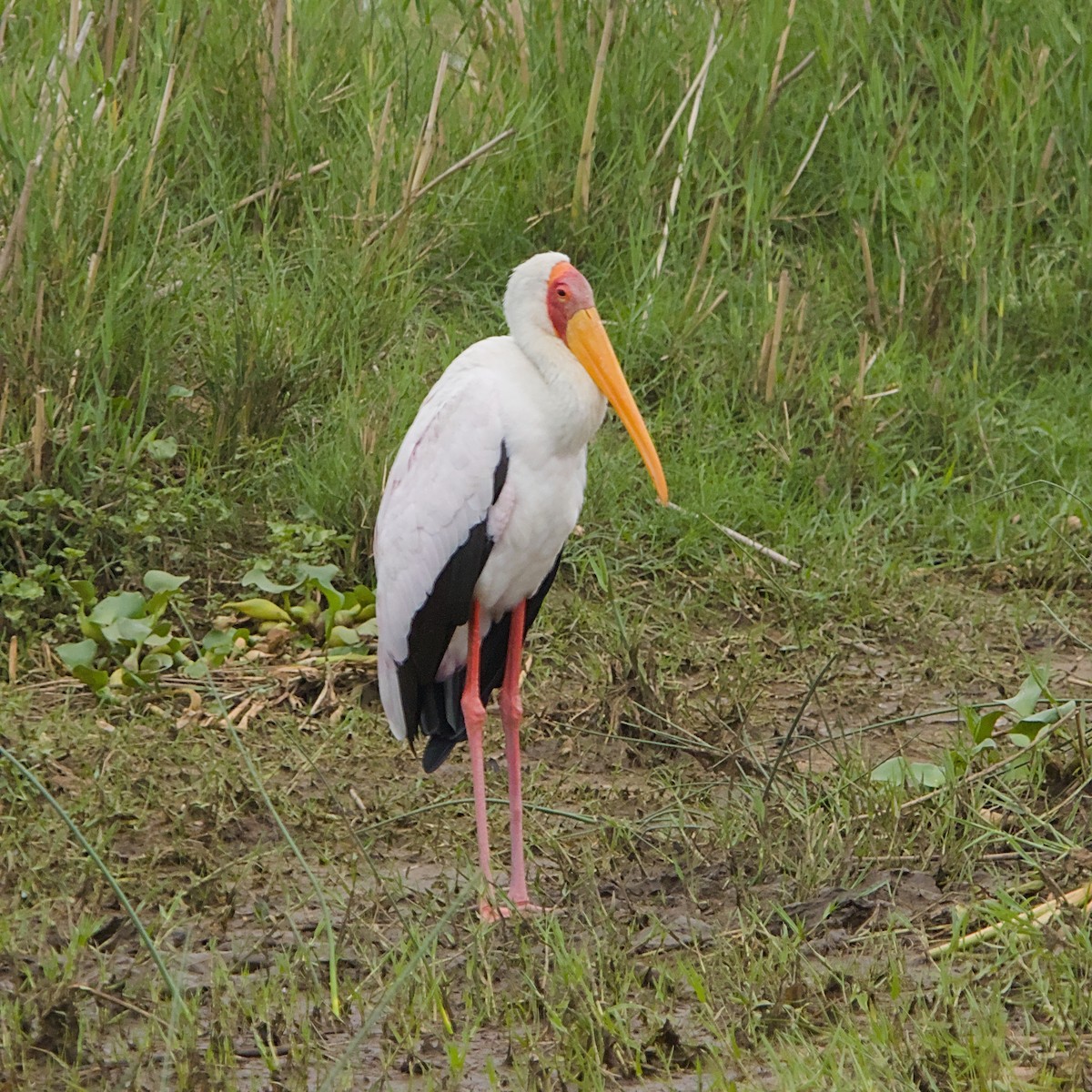 アフリカトキコウ - ML646392019