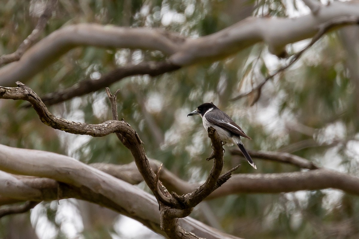 ハイイロモズガラス - ML646392020