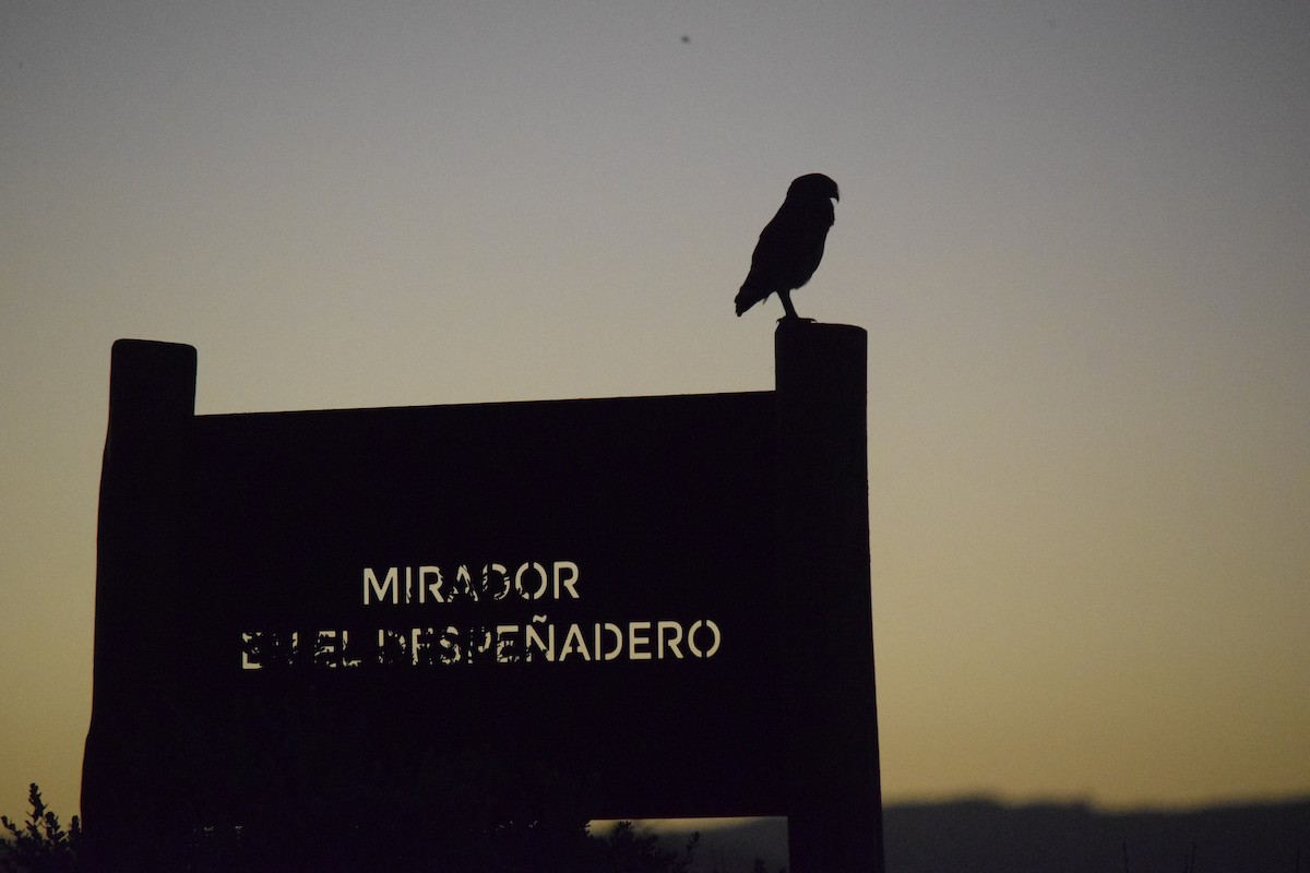 アナホリフクロウ - ML646392021