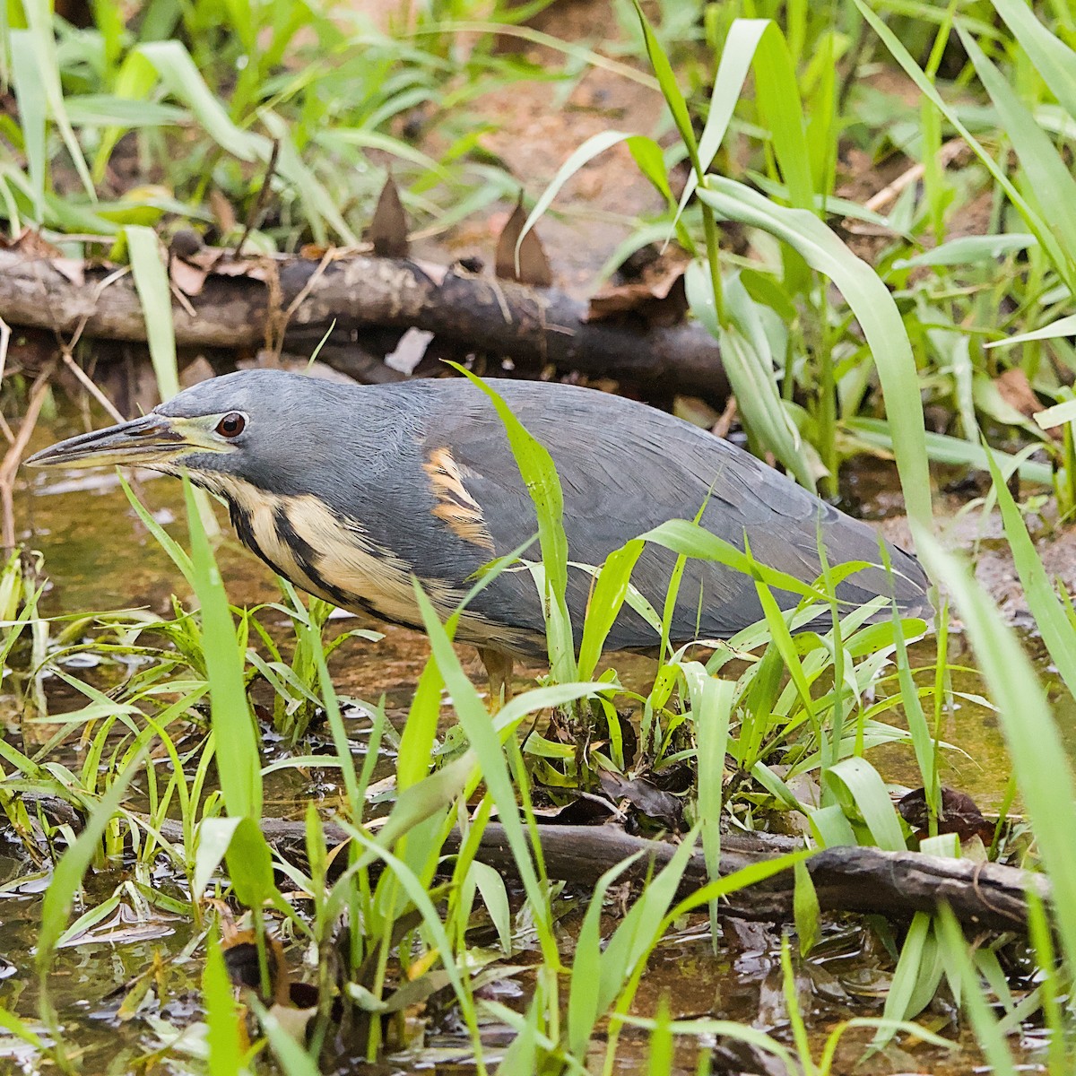 クロヨシゴイ - ML646392022