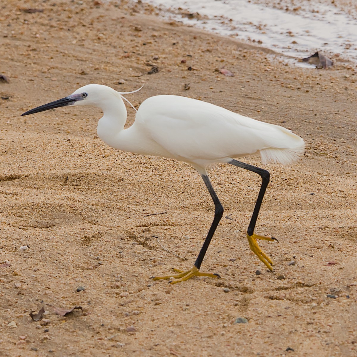 コサギ - ML646392023