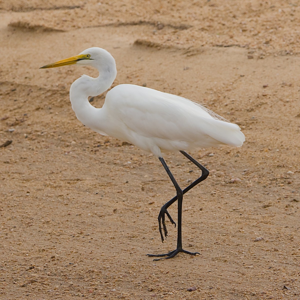 ダイサギ - ML646392024