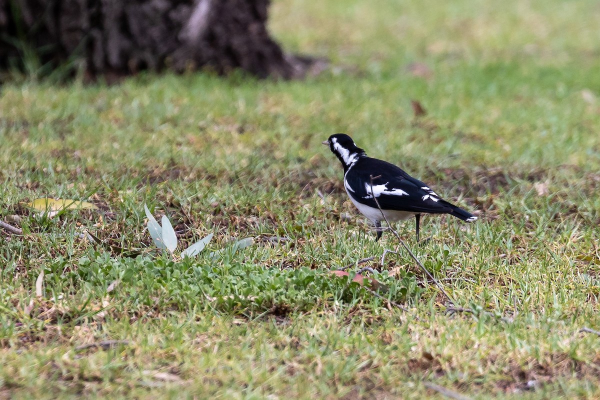 ツチスドリ - ML646392025