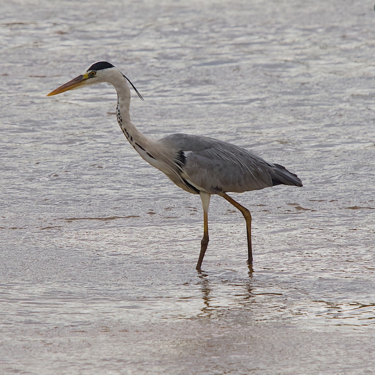 アオサギ - ML646392026