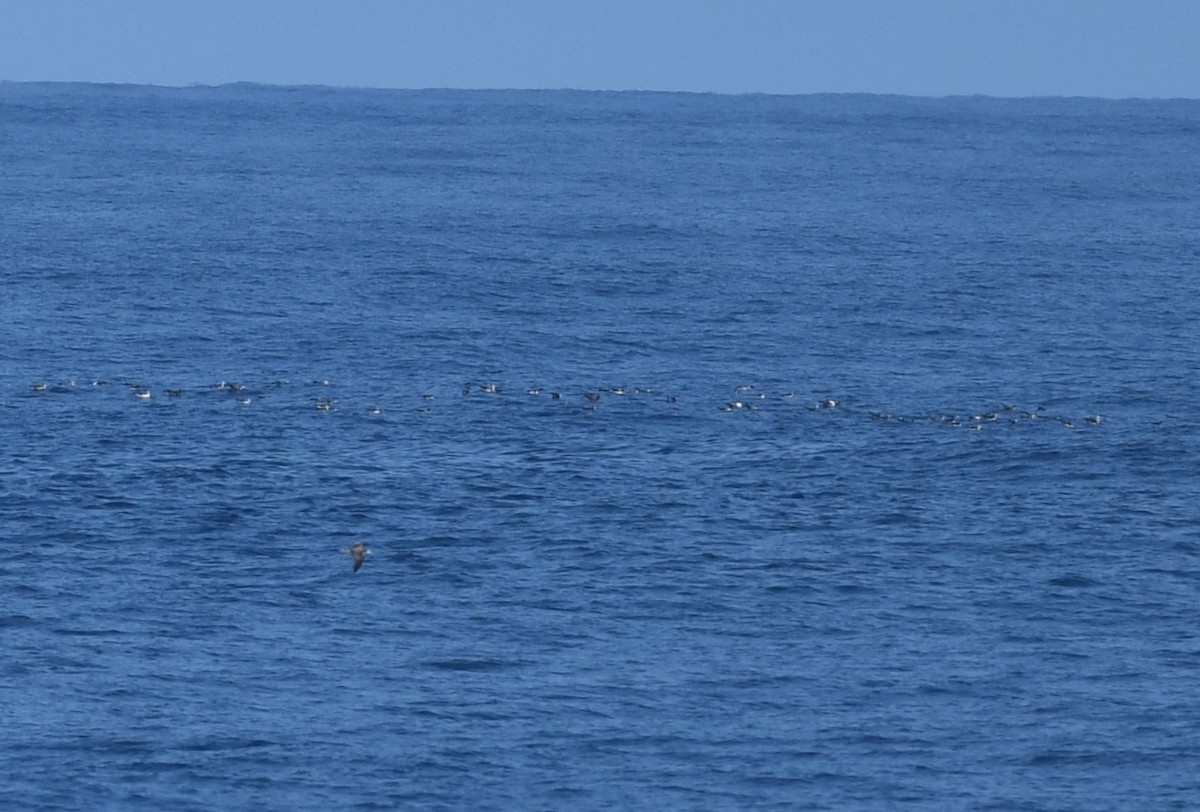 オオミズナギドリ - ML646392028