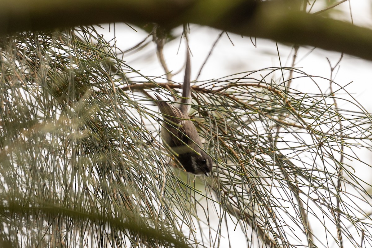 ハイイロオウギビタキ - ML646392029