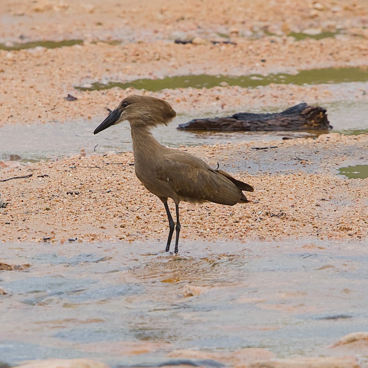 シュモクドリ - ML646392030