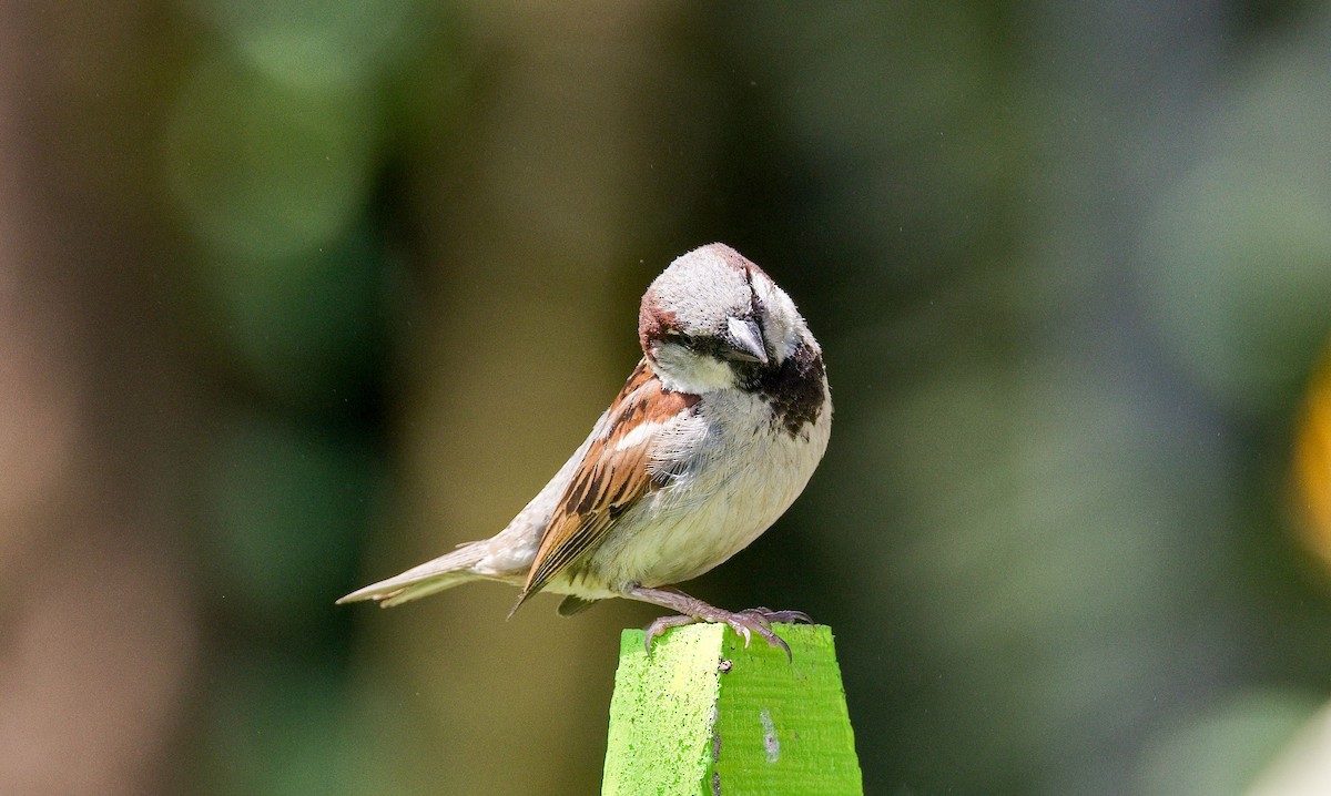 イエスズメ - ML646392031