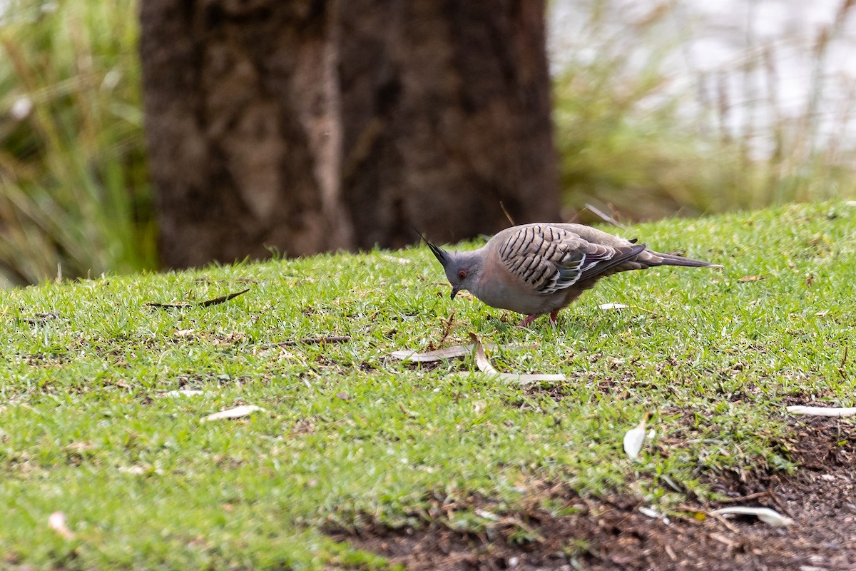 レンジャクバト - ML646392032