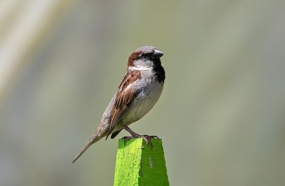 イエスズメ - ML646392034