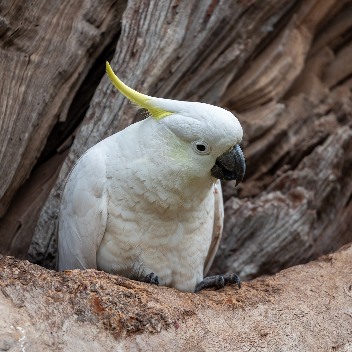 キバタン - ML646392035