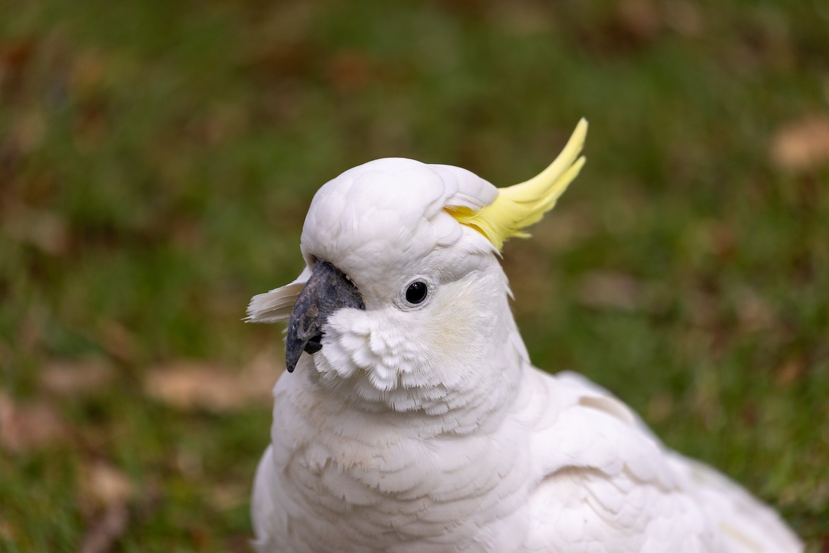 キバタン - ML646392037