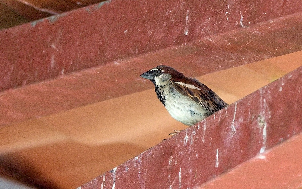 イエスズメ - ML646392038