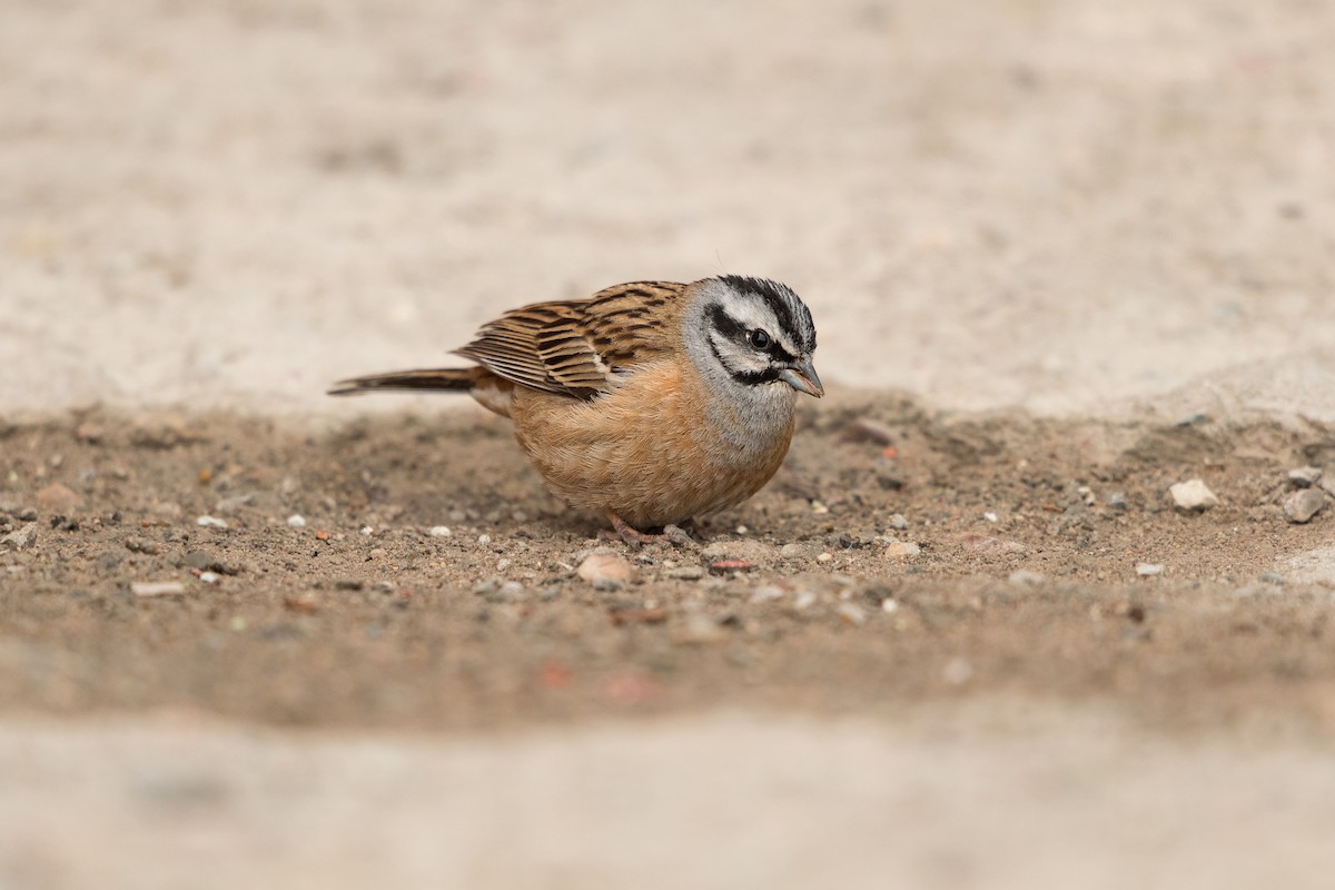 Rock Bunting - ML646392051