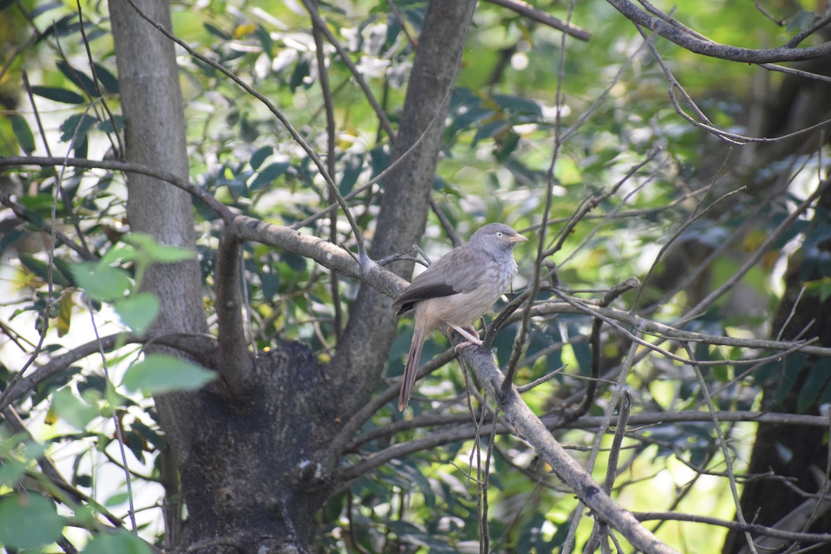 Jungle Babbler - ML646392052