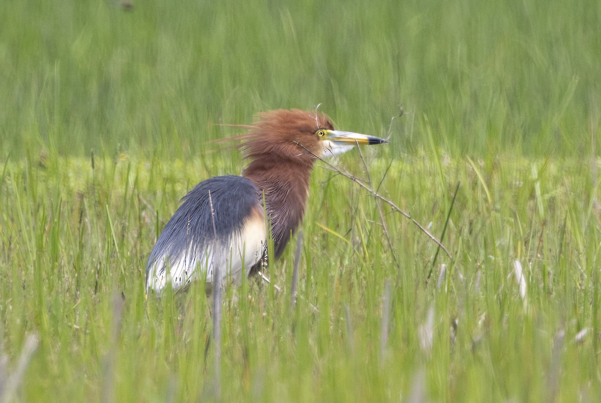 Chinese Pond-Heron - ML646392053
