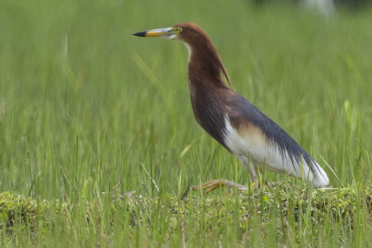 Chinese Pond-Heron - ML646392054