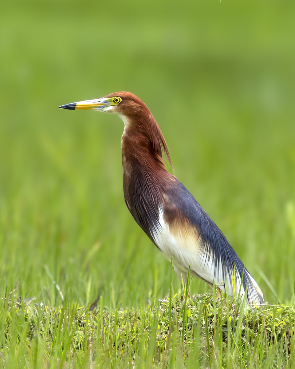 Chinese Pond-Heron - ML646392055