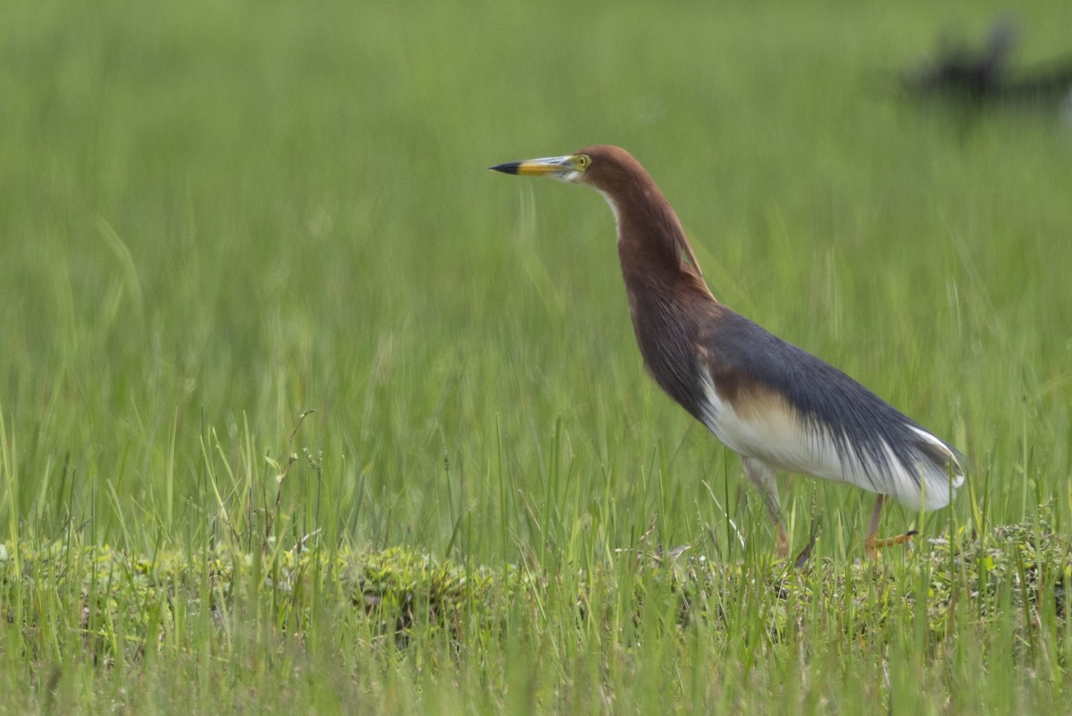 Chinese Pond-Heron - ML646392056