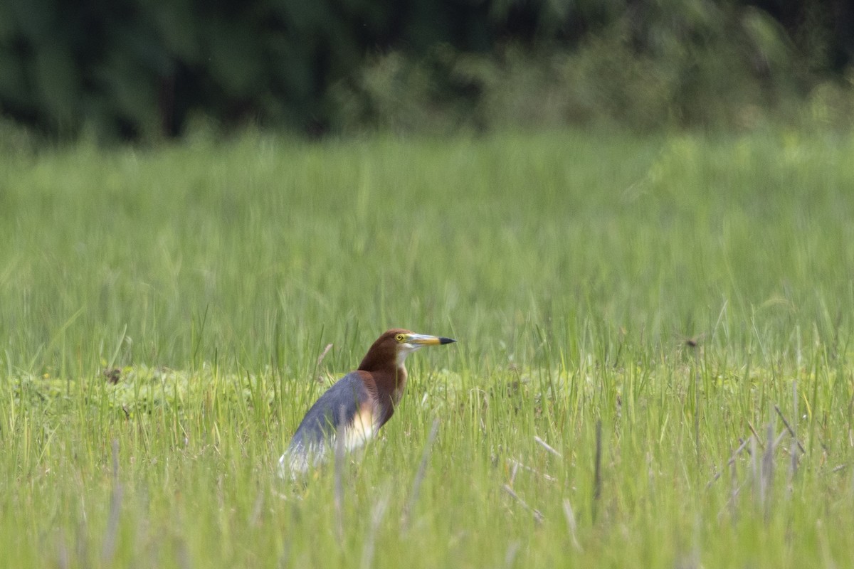 Chinese Pond-Heron - ML646392057