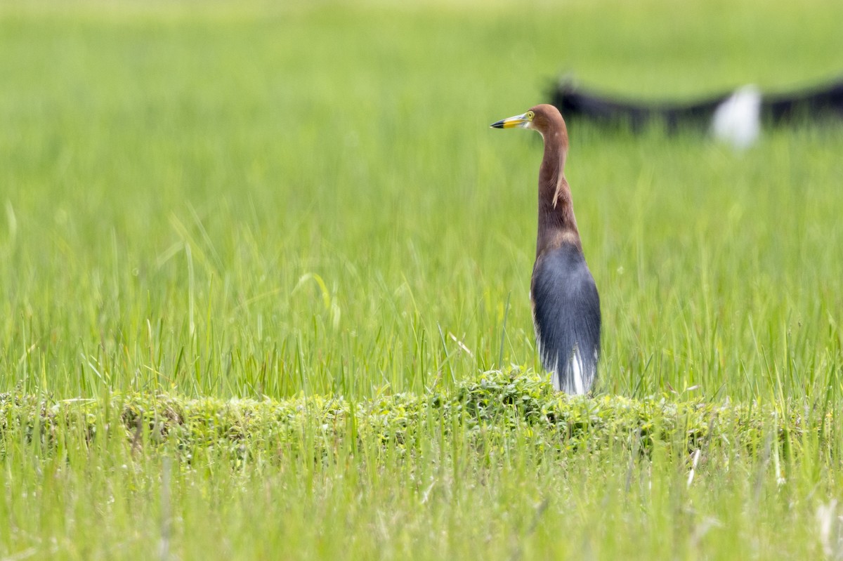 Chinese Pond-Heron - ML646392058