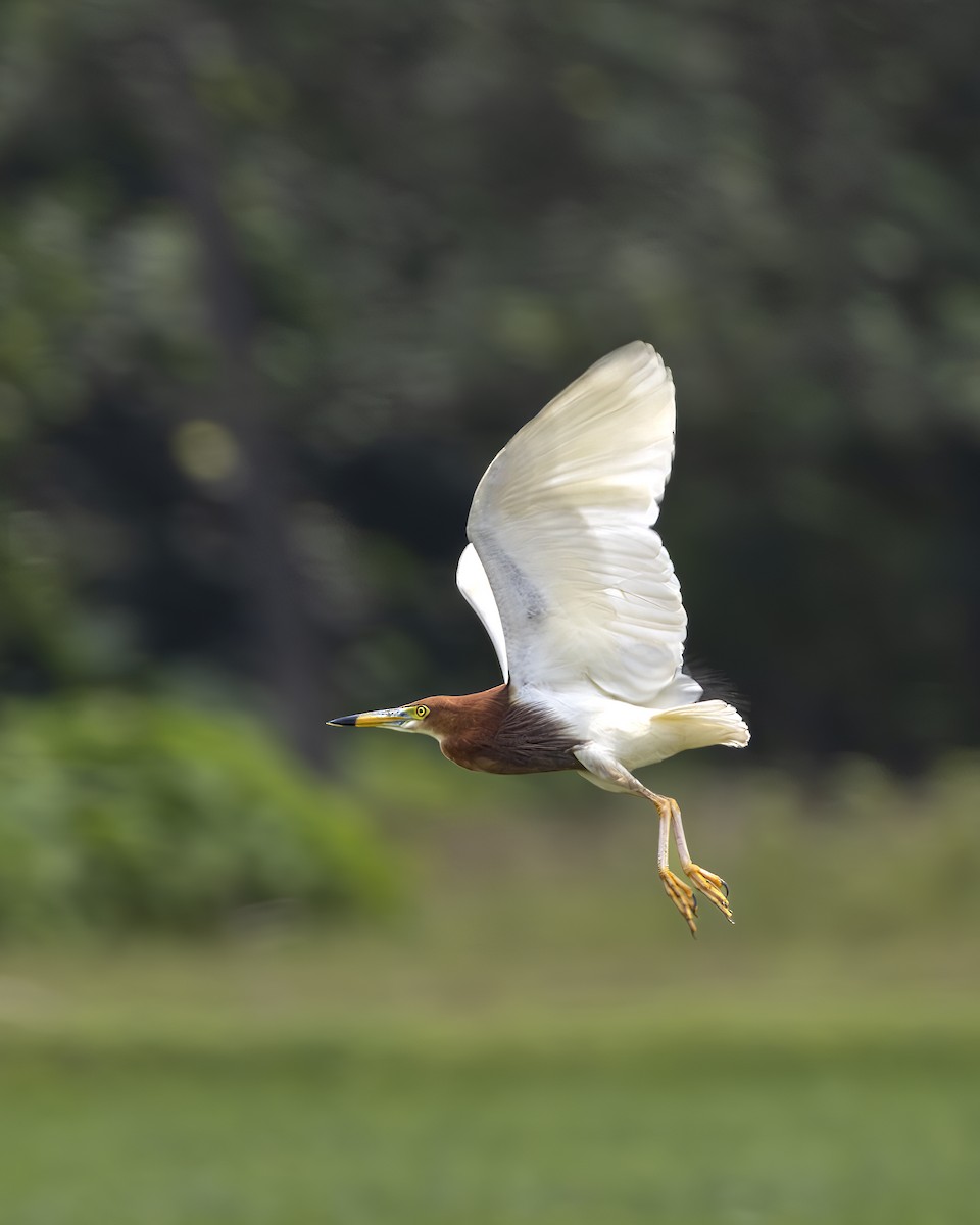Chinese Pond-Heron - ML646392059