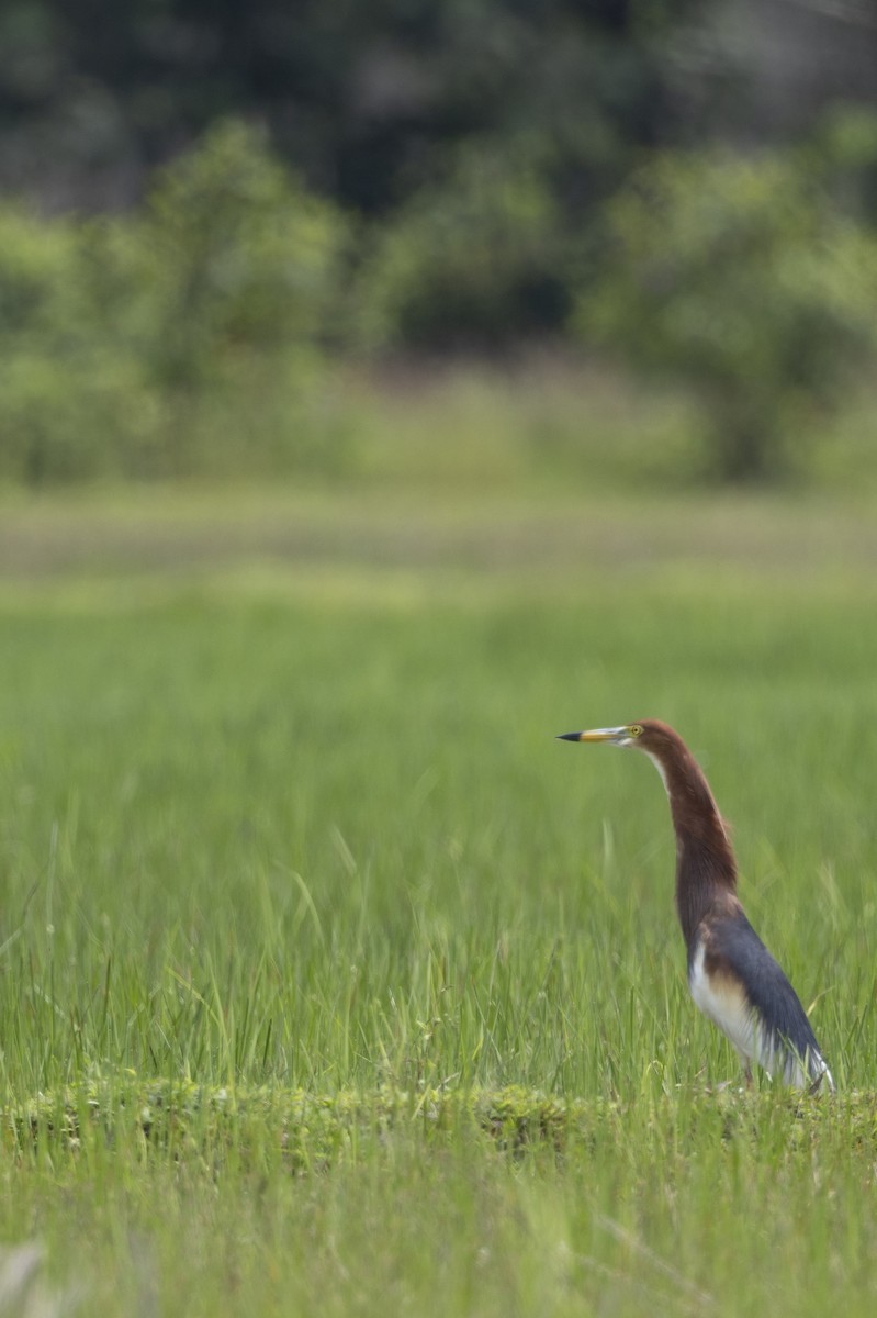 Chinese Pond-Heron - ML646392060