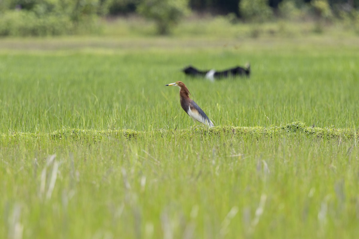 Chinese Pond-Heron - ML646392061