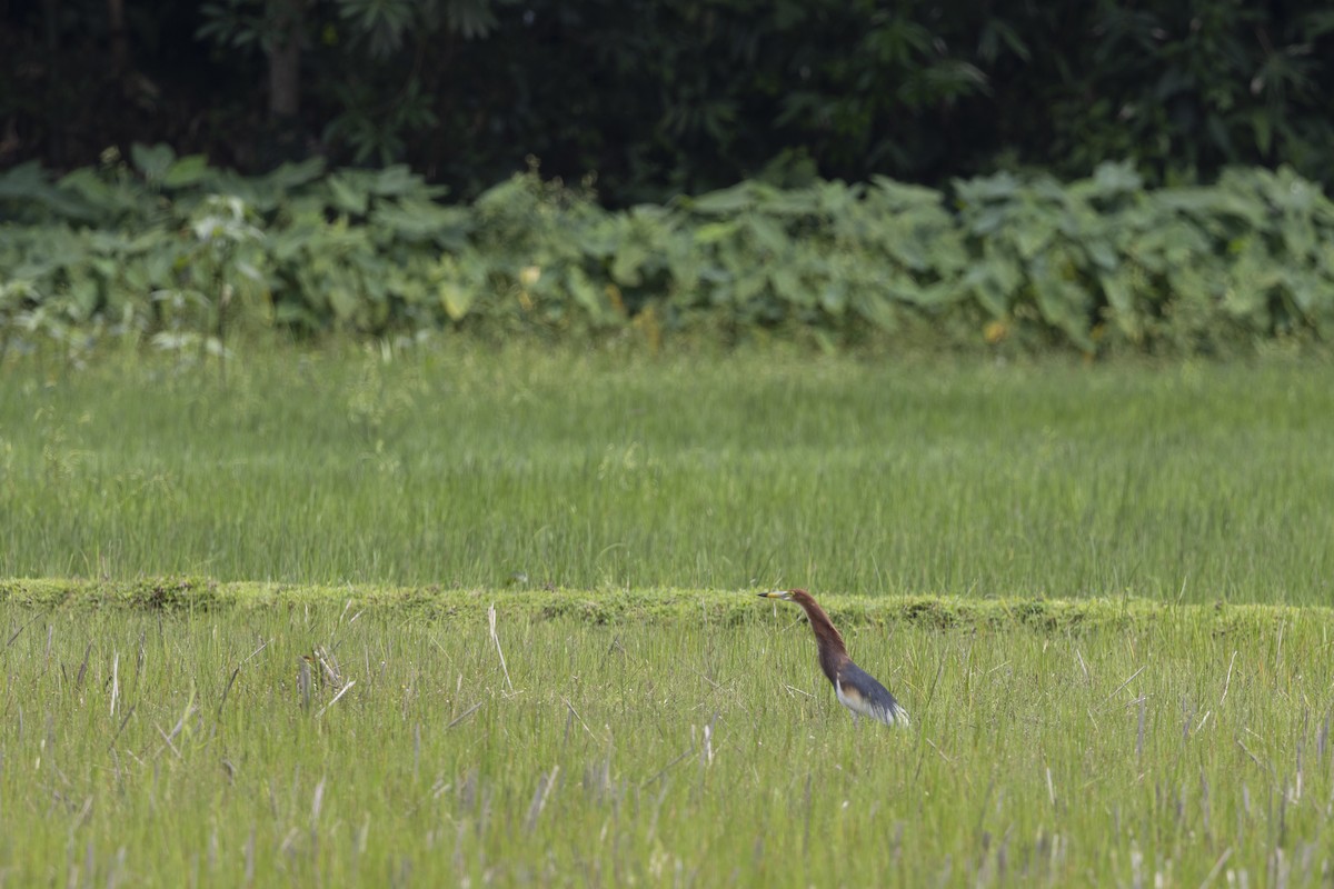 Chinese Pond-Heron - ML646392062